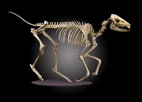 Lot 69 - Fossil skeleton: A rare fossilised Eohippus