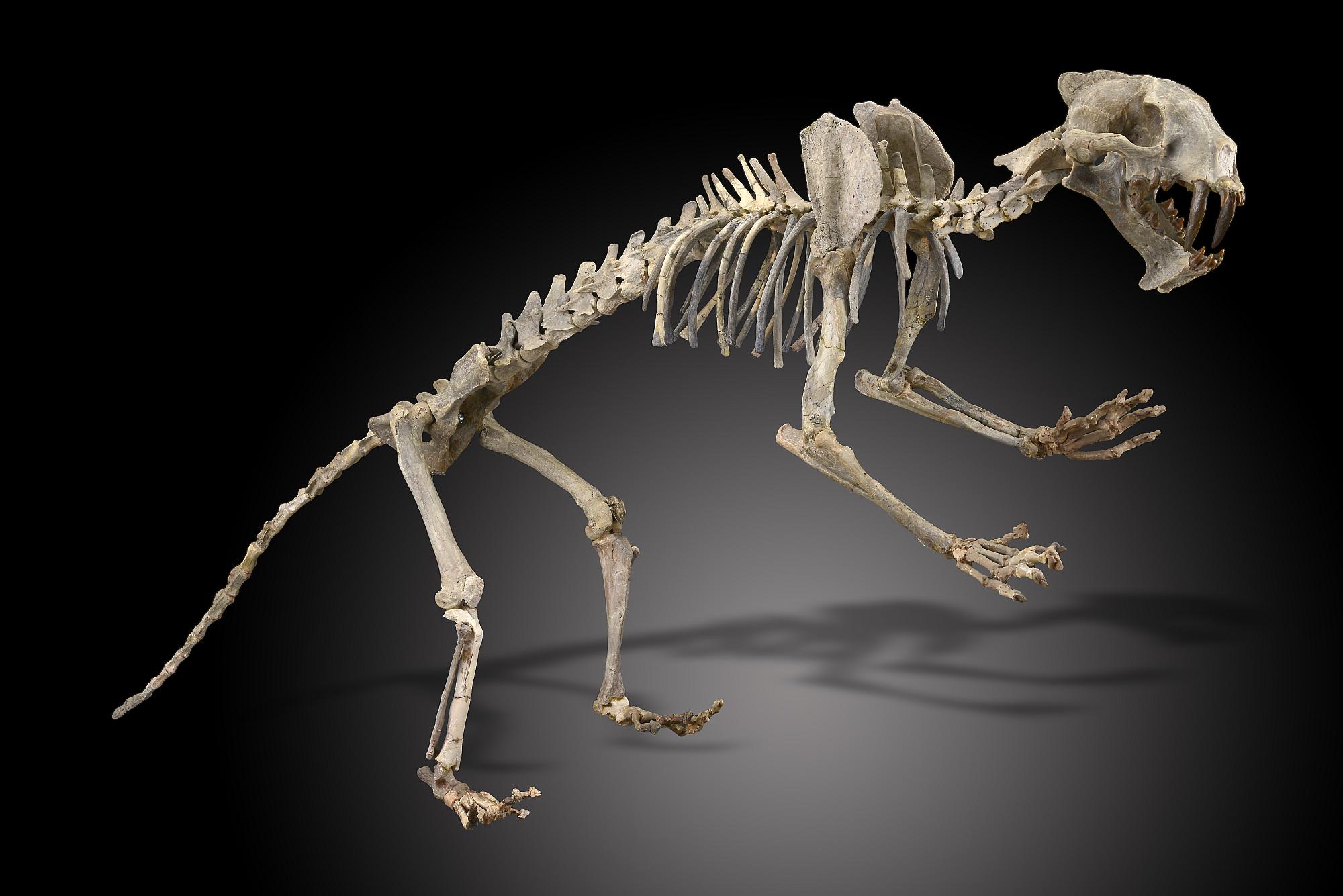 Lot 82 - Fossil skeleton: A rare fossilised Sabre