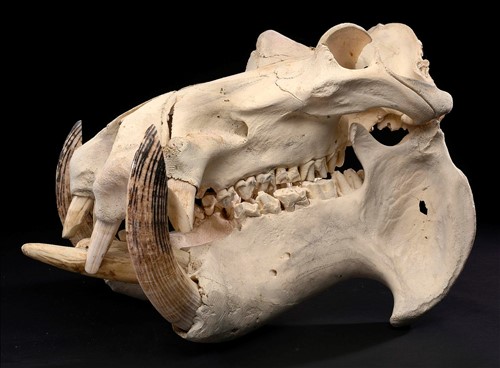 Get Lot 90 Natural History A Large Hippopotamus Skull HD Get Wallpaper Lot 90 Natural History A Large Hippopotamus Skull Desktop Wallpaper Free