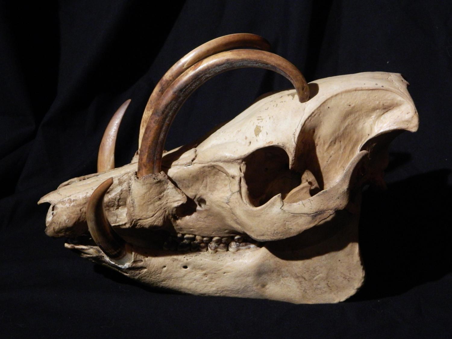 Lot 35 The Skull Of A Babirusa Babyrousa lot-35-the-skull-of-a-babirusa-babyrousa